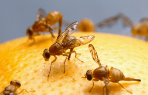 Fruit Fly