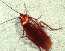 Cockroach