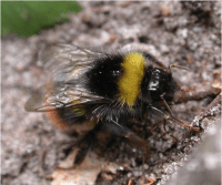Bumblebee