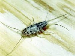 Silverfish