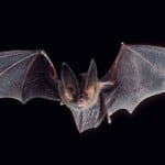 bat