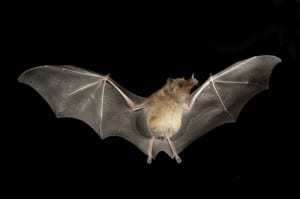 Bats
