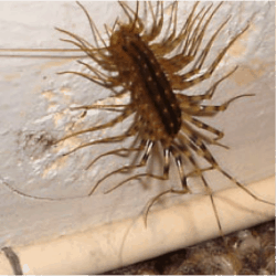 Centipede