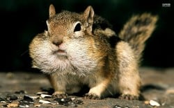 Chipmunk