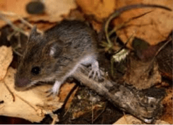 Mice