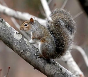 Squirrels
