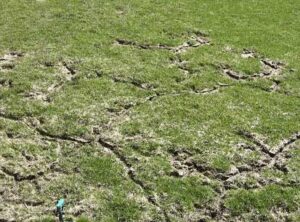Mole Lawn Damage