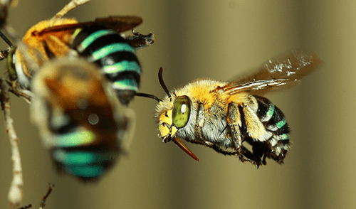 Bee Removal Services: Yellow Jackets, Miner Bees, Honey Bees And More