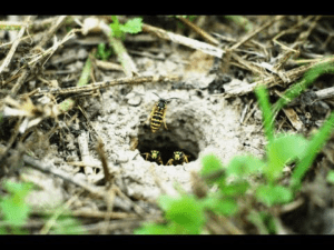 ground nest bees