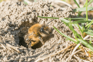 bee in the ground