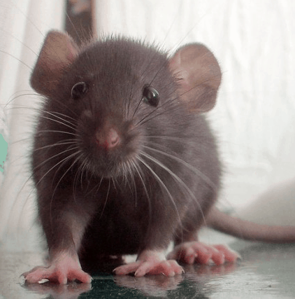 Rat Pest Control