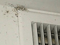 Bed Bug Room Inspection