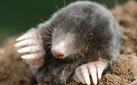 Mole Pest Control