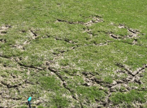 molelawndamage Mole Lawn Damage