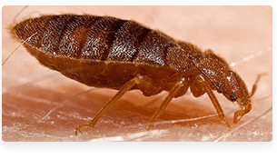 close up of bed bug on person's skin