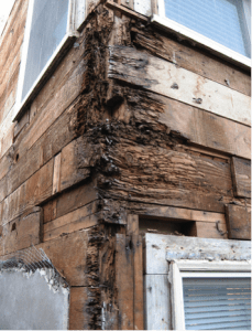 local home with damage from carpenter ants