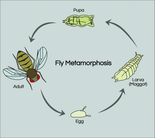 fruit fly metamorphosis life cycle diagram