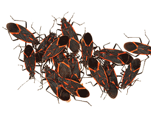 Boxelder Bugs