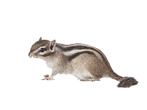 Chipmunk