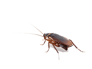 Cockroach