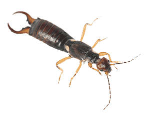 Earwig