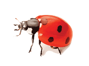 Ladybug Pest Control NY, NJ & CT