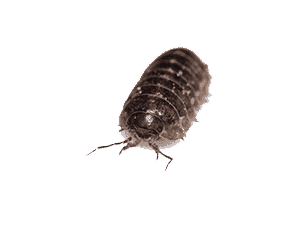 Pillbug