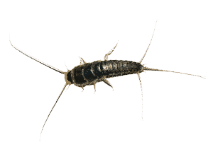 Silverfish