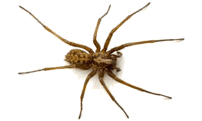 spider