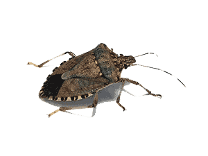 stink bug