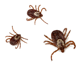 Ticks