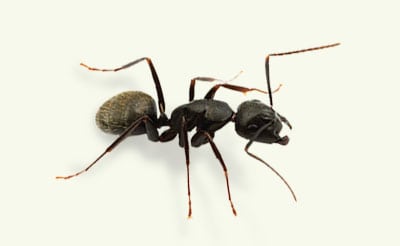 carpenter ant