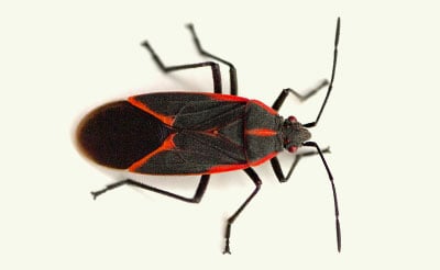 boxelder bug exterminators