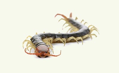 centipede exterminators