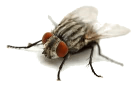 cluster flies exterminators