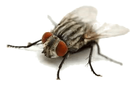 Cluster Fly
