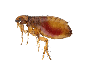 flea exterminators