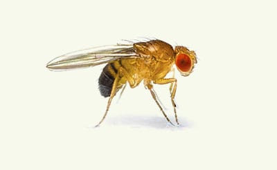 Fruit Fly