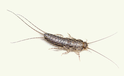 silverfish exterminators