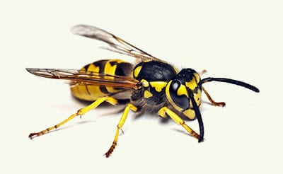 wasp exterminators