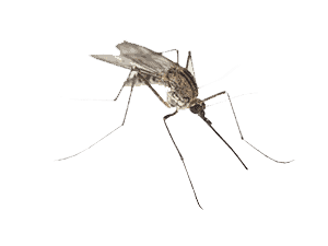 Mosquito