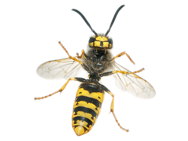 Yellow Jackets / Wasps