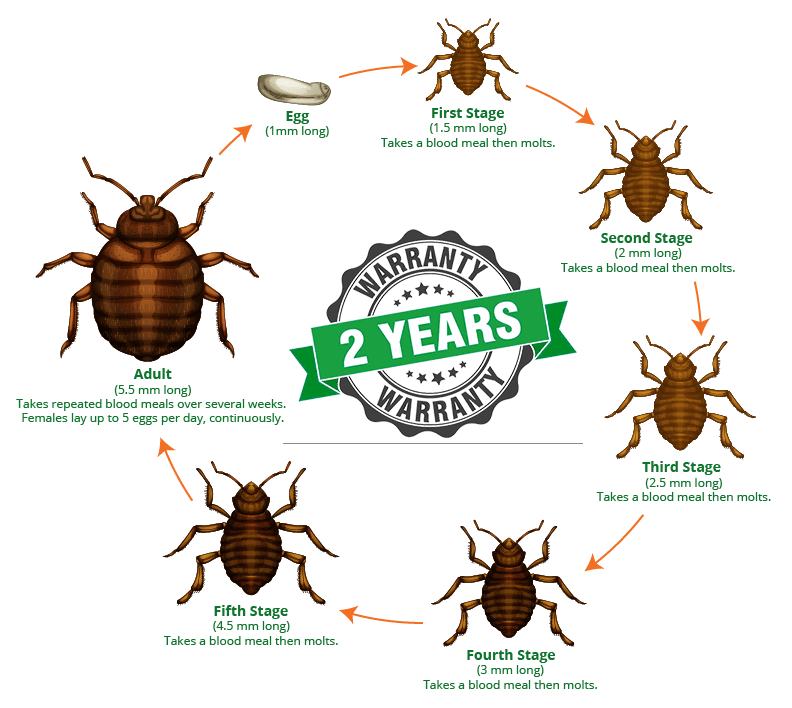 Bed Bug Infestation Treatment