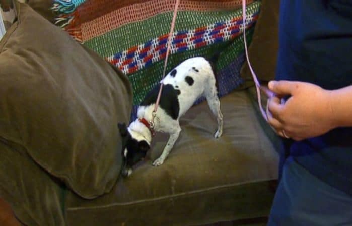 dog that sniffs out bed bugs