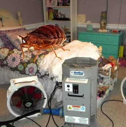 Bed bug Heat Treatment
