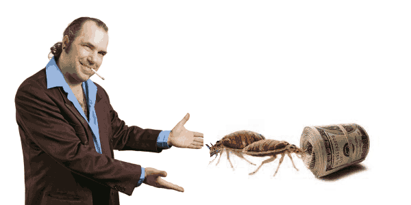 Hiring Bed bug Exterminators