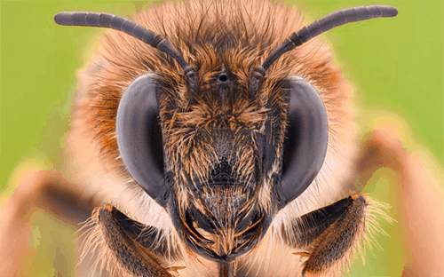 Honey Bee Removal