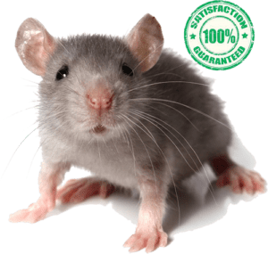 mouse needing extermination in Geneva, NY