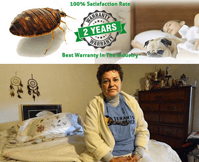 How To Get Rid Of Bed Bugs