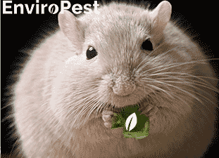 Mice Droppings Respiratory Health